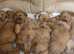 Playful F1 CAVAPOO Puppies READY NOW!!