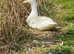 Pekin Ducklings hatching 24th April