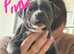 Beautiful blue staff puppies for sale