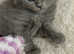Half Ragdoll kittens