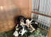 SPRINGER SPANIEL x POINTER (PINGERS )