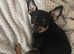 Beautiful miniature pinscher