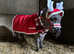 Mr Robert jack donkey stud (not for sale)