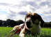 Beagle X Jack Russel is looking for a new loving HOME