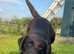 KC CHOCOLATE LABRADOR FEMALE PUPPY