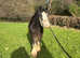 Blagsdon cob.