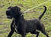 BANDOG MASTIFF CHAPPO, Extasy bandog kennels!