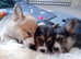 KC registered Male Corgi puppy Tri colour available