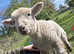 2 Adorable Friendly Southdown cross Mule Lambs