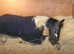 Ex Racer Standardbred