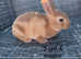 Gorgeous mini Rex