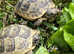 Mediterranean Spur Thighed Garden tortoises BUY TWO together