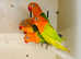 Mutation fishers lovebirds