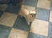 A RARE chance to have A beautiful little girl perfect Apple head full pedigree.