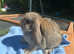 Beautiful mini lop babies ready to reserve