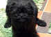 Beautiful male Affenpinscher puppy