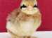 Dutch bantam chicks DAY OLD