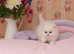 absolutely stunning pedigree persian kitties For Sale.