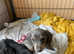 Miniature Dachshund pup