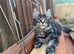 Maine coon TICA registered male