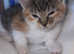 Female kitten ready