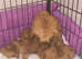 QUALITY KC REGISTERED RED TOY POODLE PUPPIES