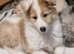 Only 2 little girls left (rough collie) - Due to time waster