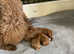 Red miniature poodles