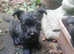 WAIRNS:  Westie cross Cairn Terriers