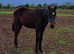 Very well bred Irish Sports Horse Yearling Filly