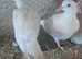 White Doves