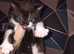 Beautiful kittens