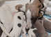 Last 2 whippet puppies - Ready to leave