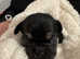 6 Frug puppies