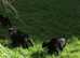 Labrador x Bernese Mountain Dog Puppies