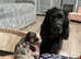 Puppies