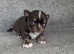 Chocolate smooth coat Chihuahua boy pup