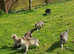 Rare wolf/grey Tamaskan female puppy PRICE REDUCTION
