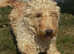Scottish terrier puppies