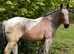 16.2hh Belgium draft