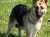 German Shepherds