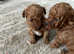 3 male Red Toy poodles