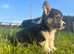 Gorgeous KC Registered, DM, VWD & PRA Clear female Welsh Pembroke Corgi