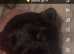 5 weeks old kc registered Scottish terrier puppies for sale