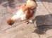 Partridge rare colour male Silkie