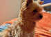 Pedigree Health Tested puppies