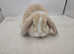 Pure breed mini lop