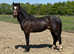 2 year old WELSH D COLT