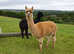 Mature, experienced breeding females for sale from £300 - £750 + VAT each