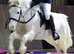WANTED HORSES PONYS CARTS HARNESS